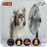 ホワイトノイズファンサウンド：周囲の空気の流れと睡眠補助、リラックスTV