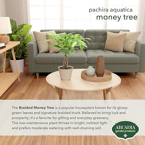 Miniatura 4 de Arcadia Garden Products Money Tree - Planta viva de interior en maceta de plástico de 6 pulgadas, color negro. No se puede enviar a Hawái