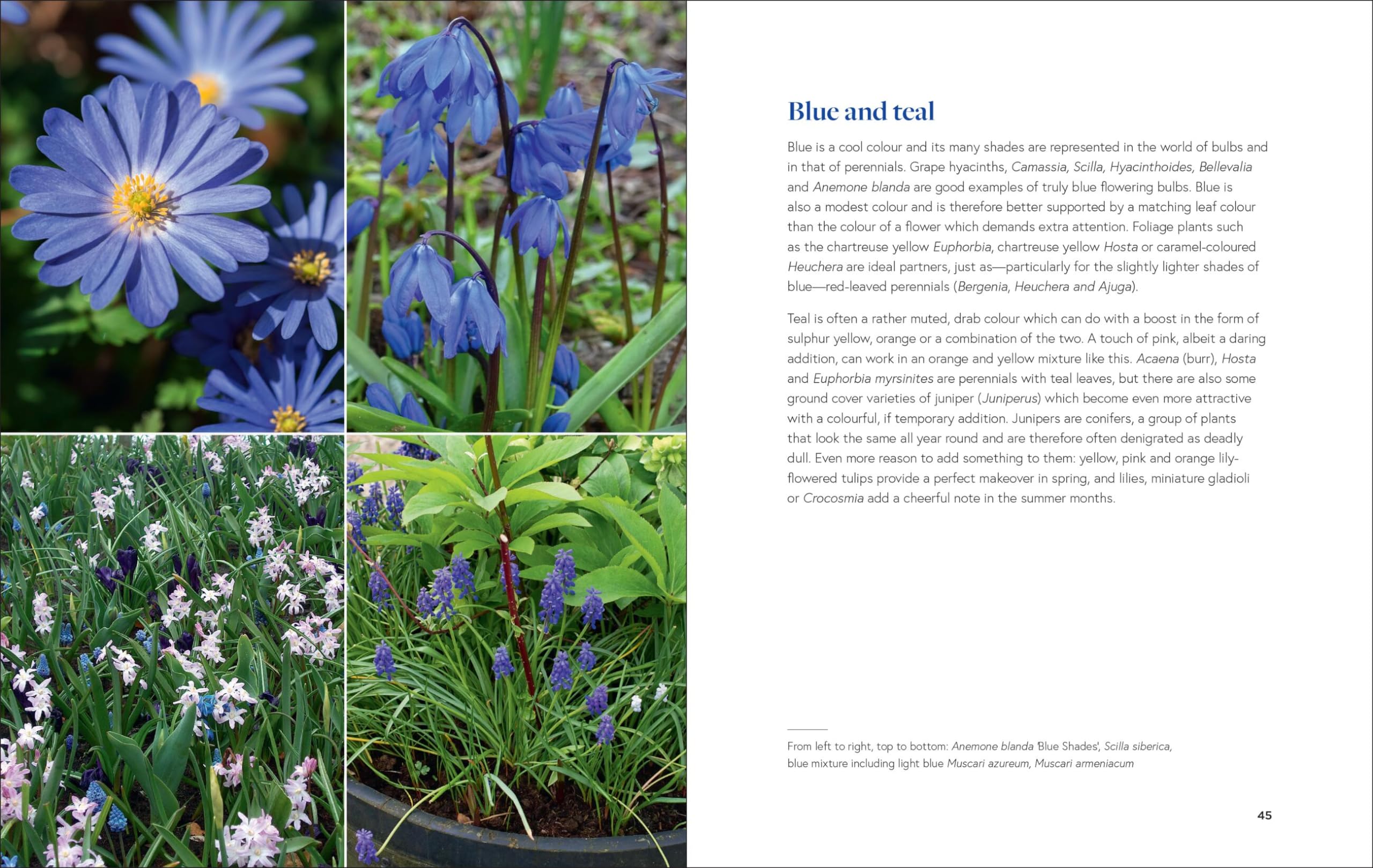 Growing Bulbs in the Natural Garden: Innovative Techniques for Combining Bulbs and Perennials in Every Season