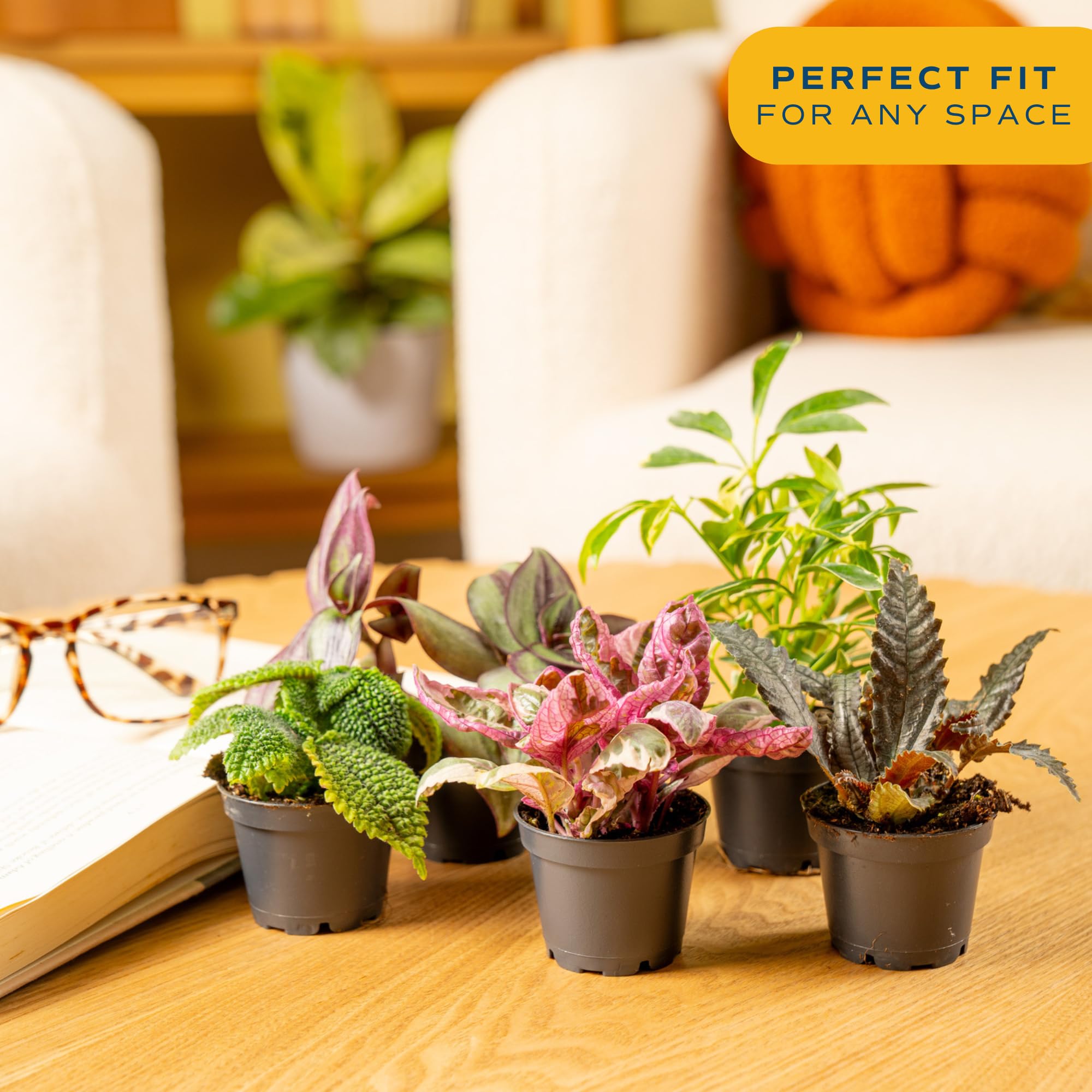 Amazon.com : Costa Farms Mini Live Indoor Houseplants (12-Pack), Starter  Plants in Nursery Pots, Assorted Foliage Mix (Varieties May Vary), Bulk  Tiny Plants for DIY Terrariums, Party Favors, and Home Office Decor :