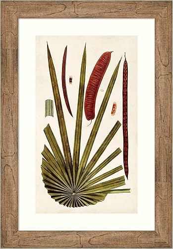Amanti Art Framed Wall Art Print 28x19 Leaf Varieties VI by Vision Studio, Nature Wall Art, Vintage Decor, Medium Poster Painting Artwork for Living