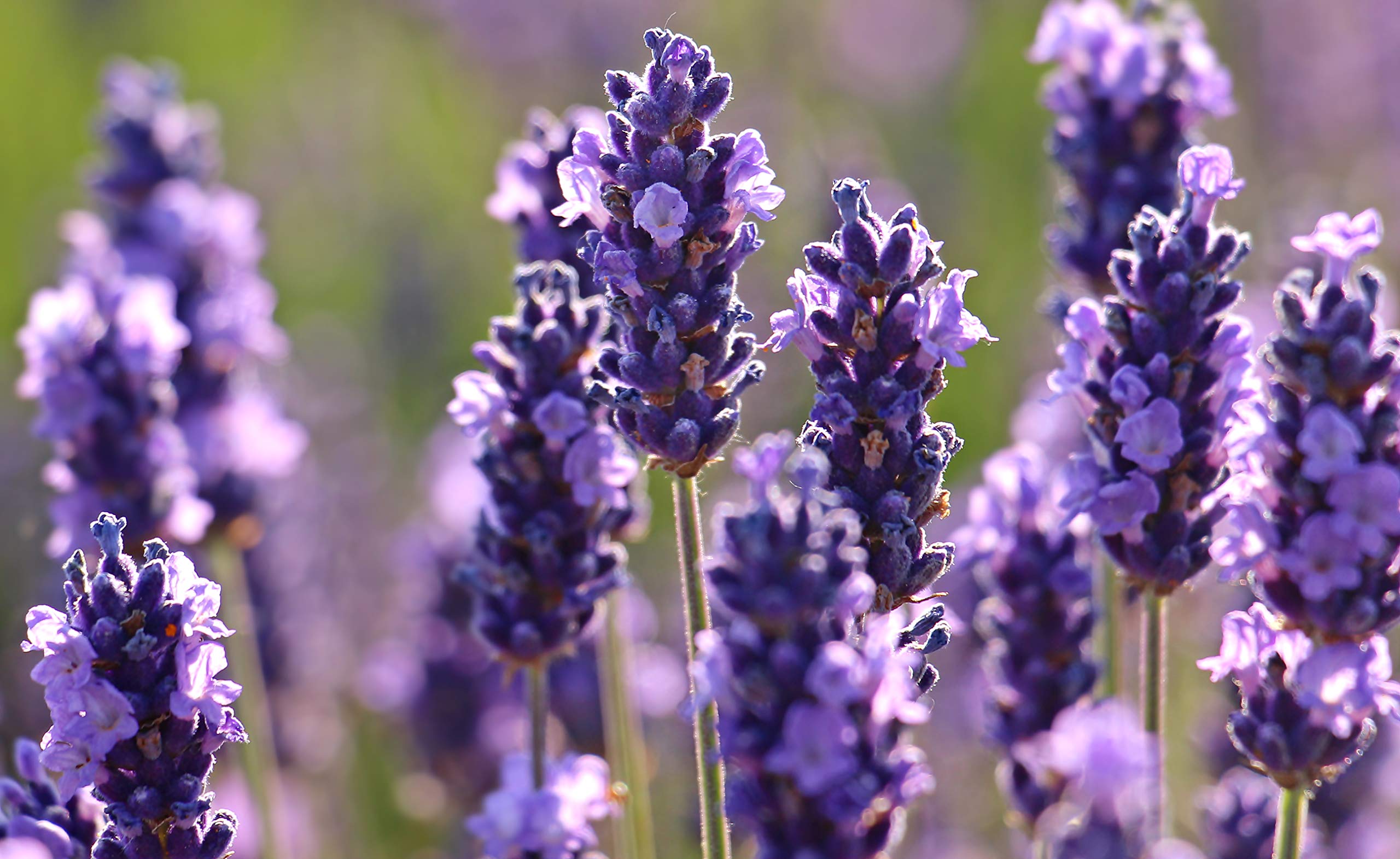 Echter Lavendel (Lavandula angustifolia) Samen. Bienenweide, Heilpflanze (20000 Samen = 20,0g)