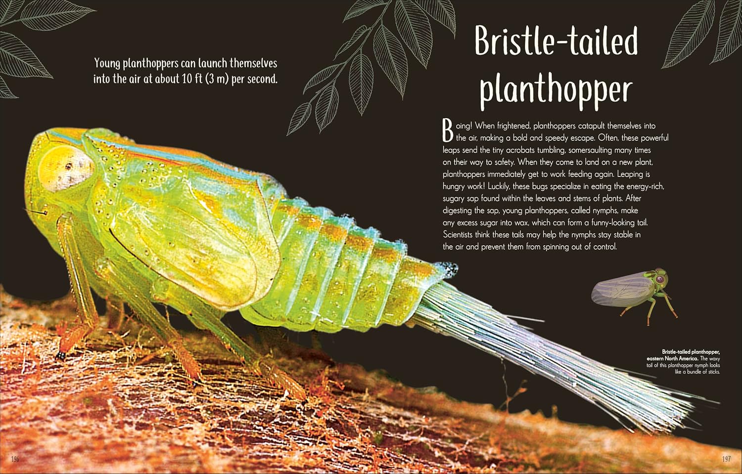 An Anthology of Remarkable Bugs (DK Children's Anthologies)
