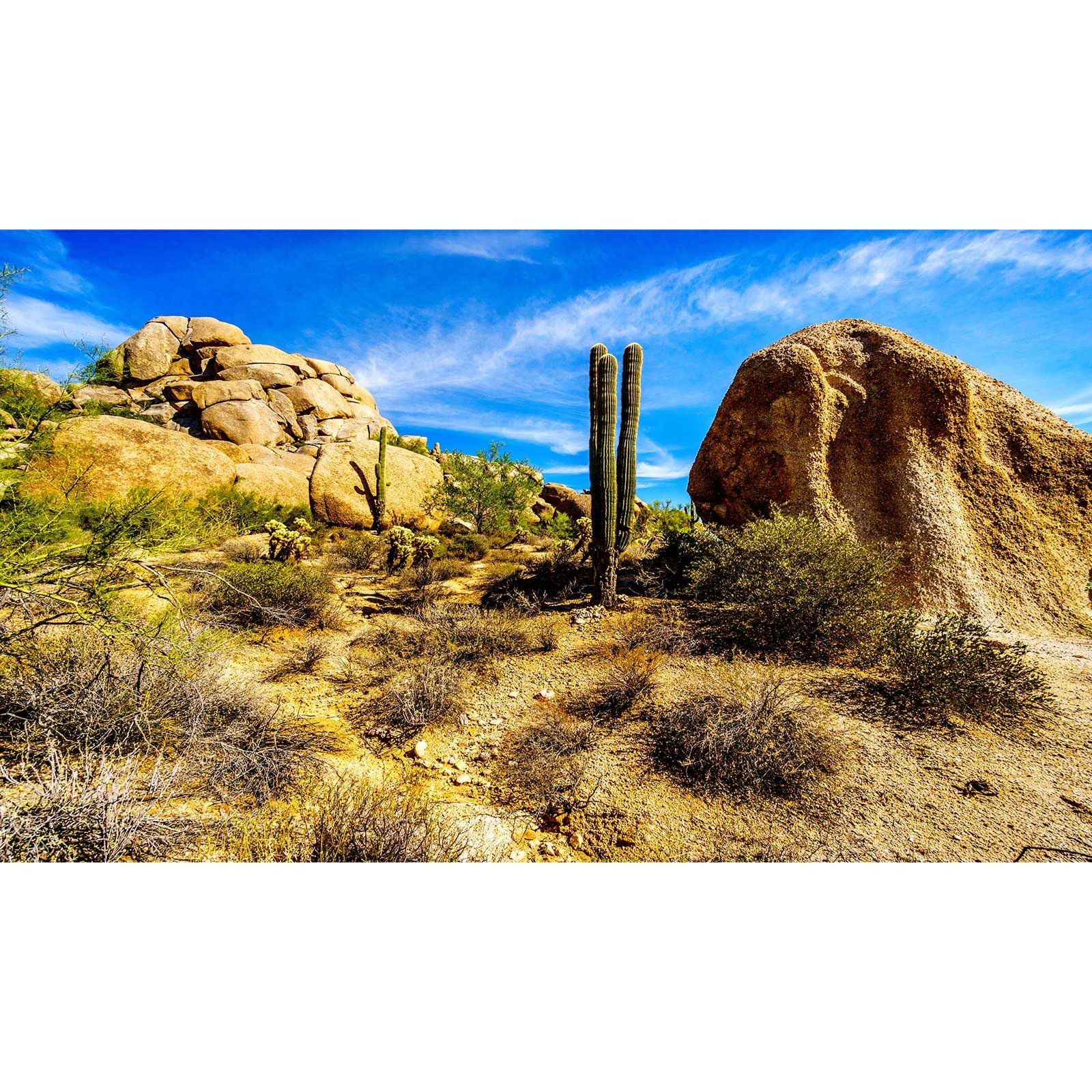 Desert Reptile Tank Background Saguaro Cacti Boulders Terrarium Background Rocks Reptile Enclosure Backgrounds Rocky Bush Thorns Aquarium Backgrounds Bearded Dragon Fish Tank Backdrop 48x24in