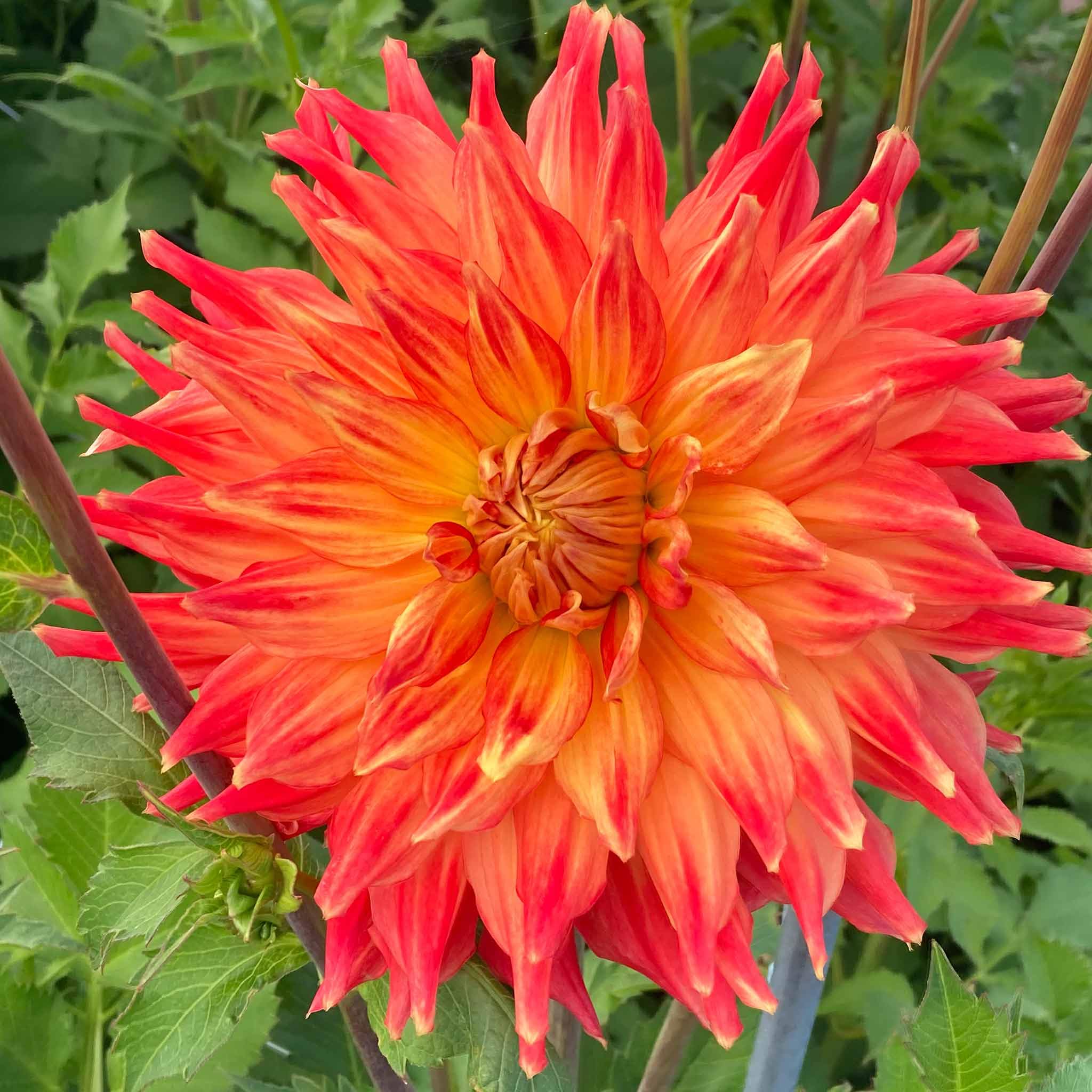 Dahlia Fired Up – 1, 3, or 5 Tubers – 6–8" Fiery Orange Semi-Cactus Dahlia – 90–120 cm (1)