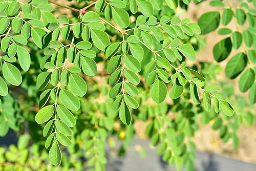 Miniatura 1 de Semillas de árbol de moringa enana | Más de 20 semillas para cultivar | Hojas y semillas altamente nutritivas, comestibles y sabrosas. Se envía