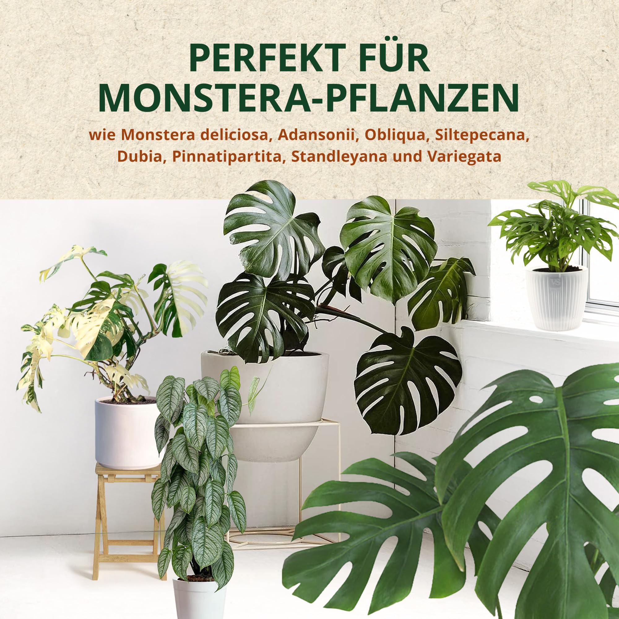 monstera deliciosa online kaufen Monstera Monkey Leaf online kaufen – MyZimmerpflanze.de main image 0