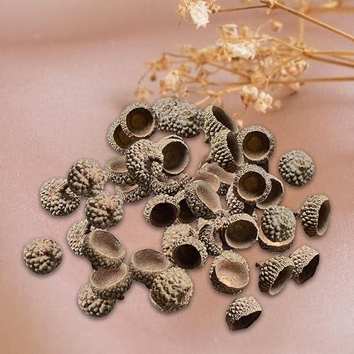 Miniatura 7 de SM SunniMix 100 tapas de bellotas naturales auténticas rústicas de bellotas decorativas para el hogar, bricolaje, Acción de Gracias, Navidad,