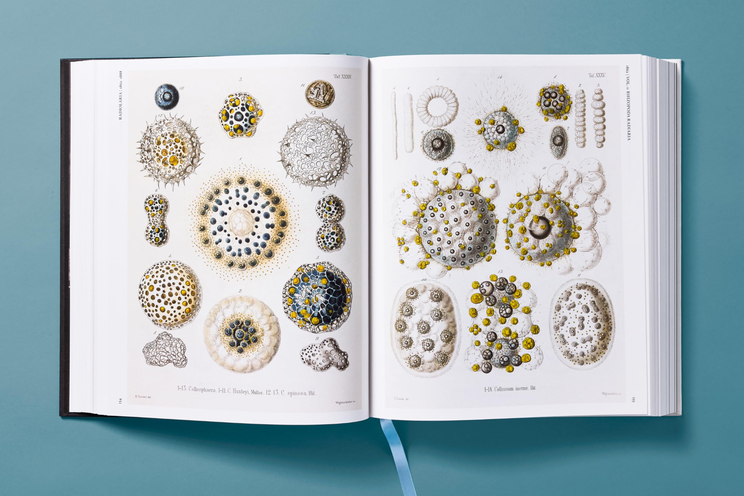 The Art and Science of Ernst Haeckel