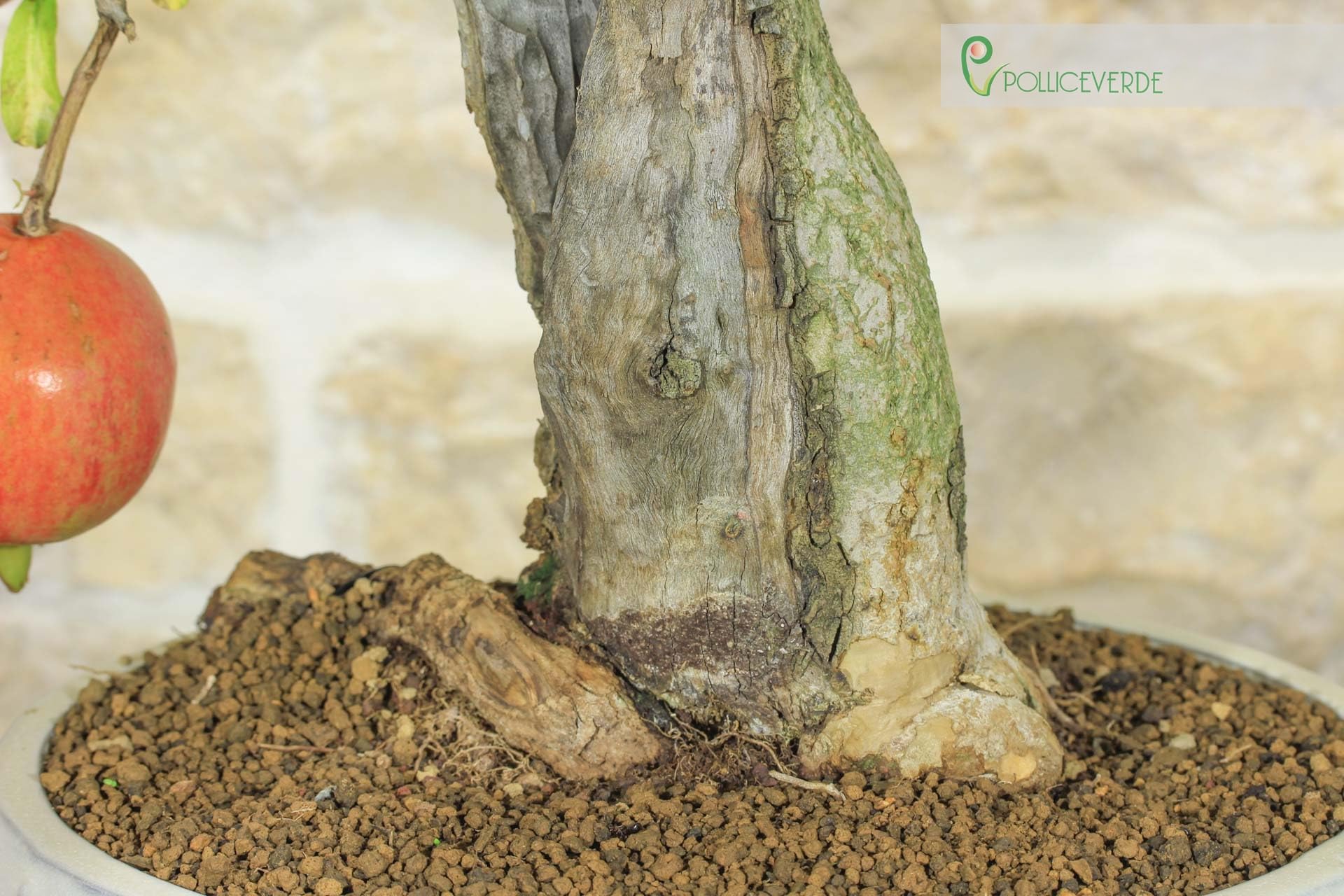 Bonsai di Melograno (136)