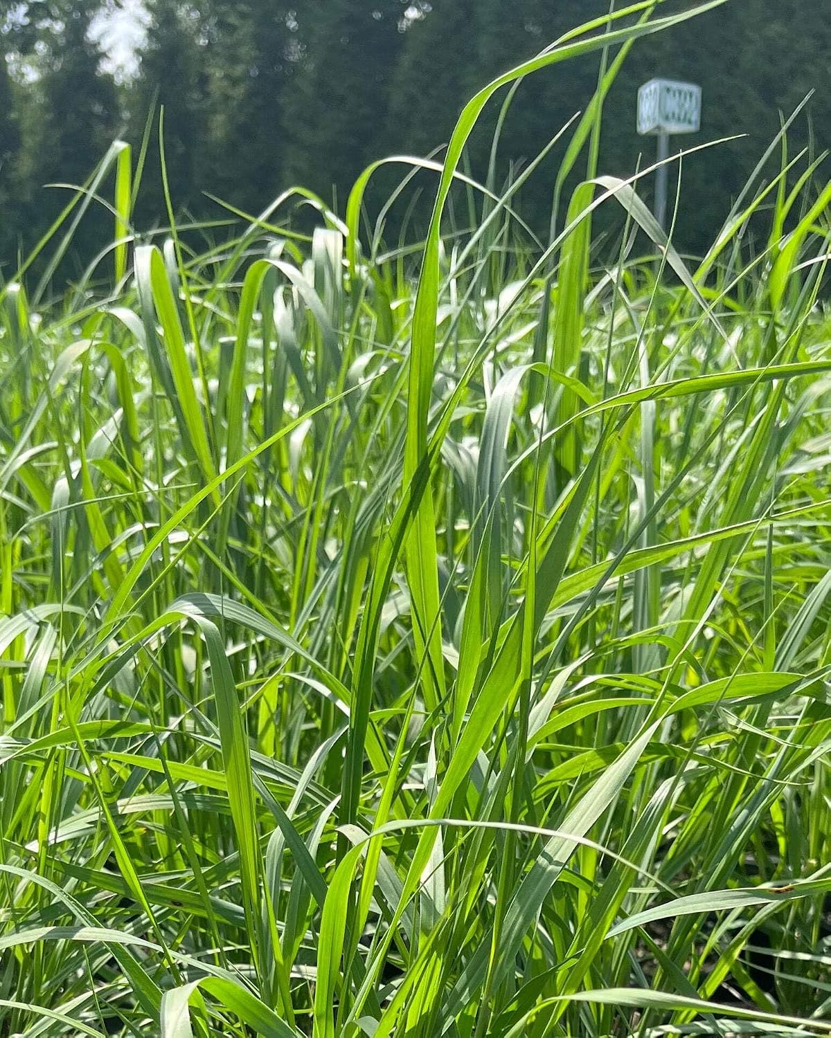 Perennial Farm Marketplace Panicum virgatum (Switchgrass) Ornamental Grass, Size-#1 Container, Bluish-Green Foliage