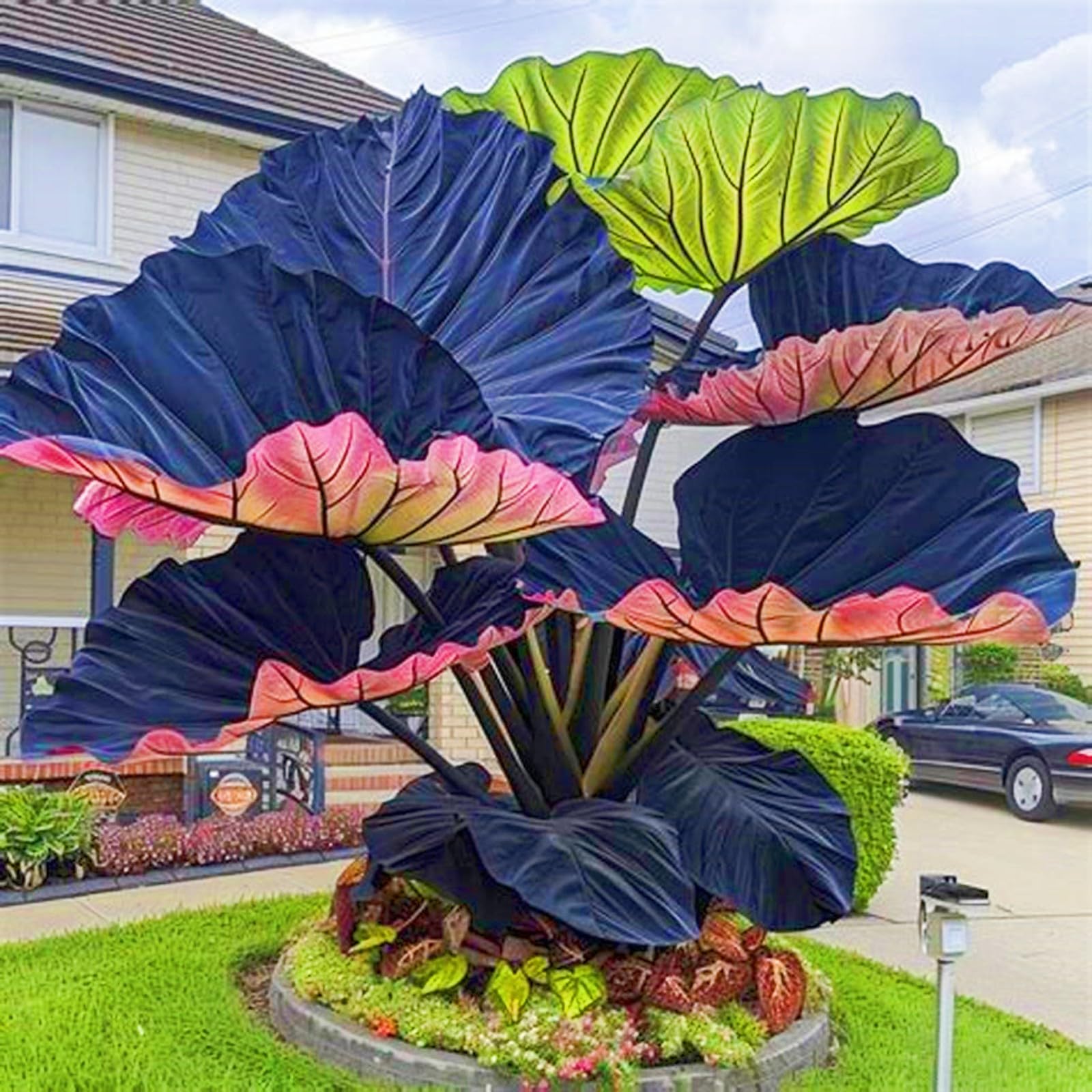 Rare Elephant Ears Elephant Ear Plant Elephant Ear Bulbs Ornamental Flowers/Plant Bulbs/Wedding Flowers-8bulbs-h