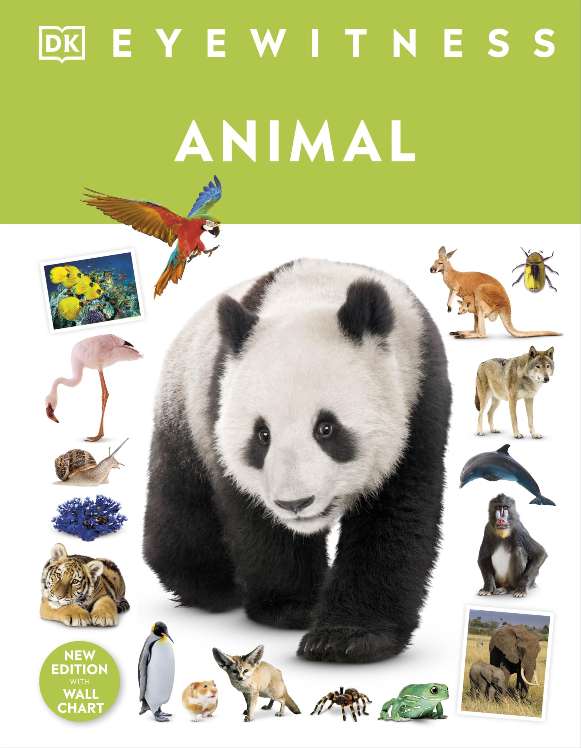 Animal by DK (Hardback Book)