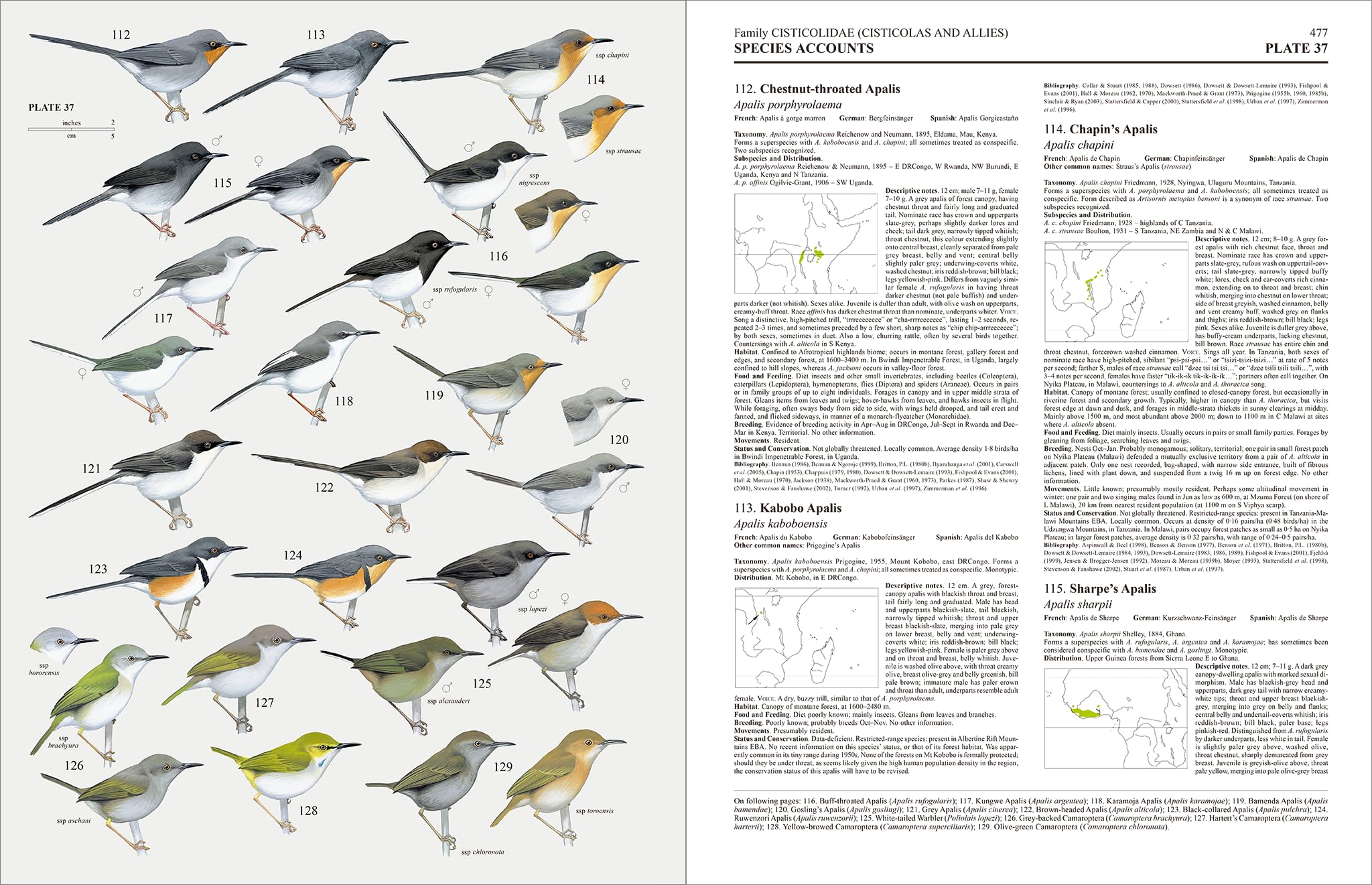 Handbook of the Birds of the World – Volume 11: Old World Flycatchers to Old World Warblers: v. 11