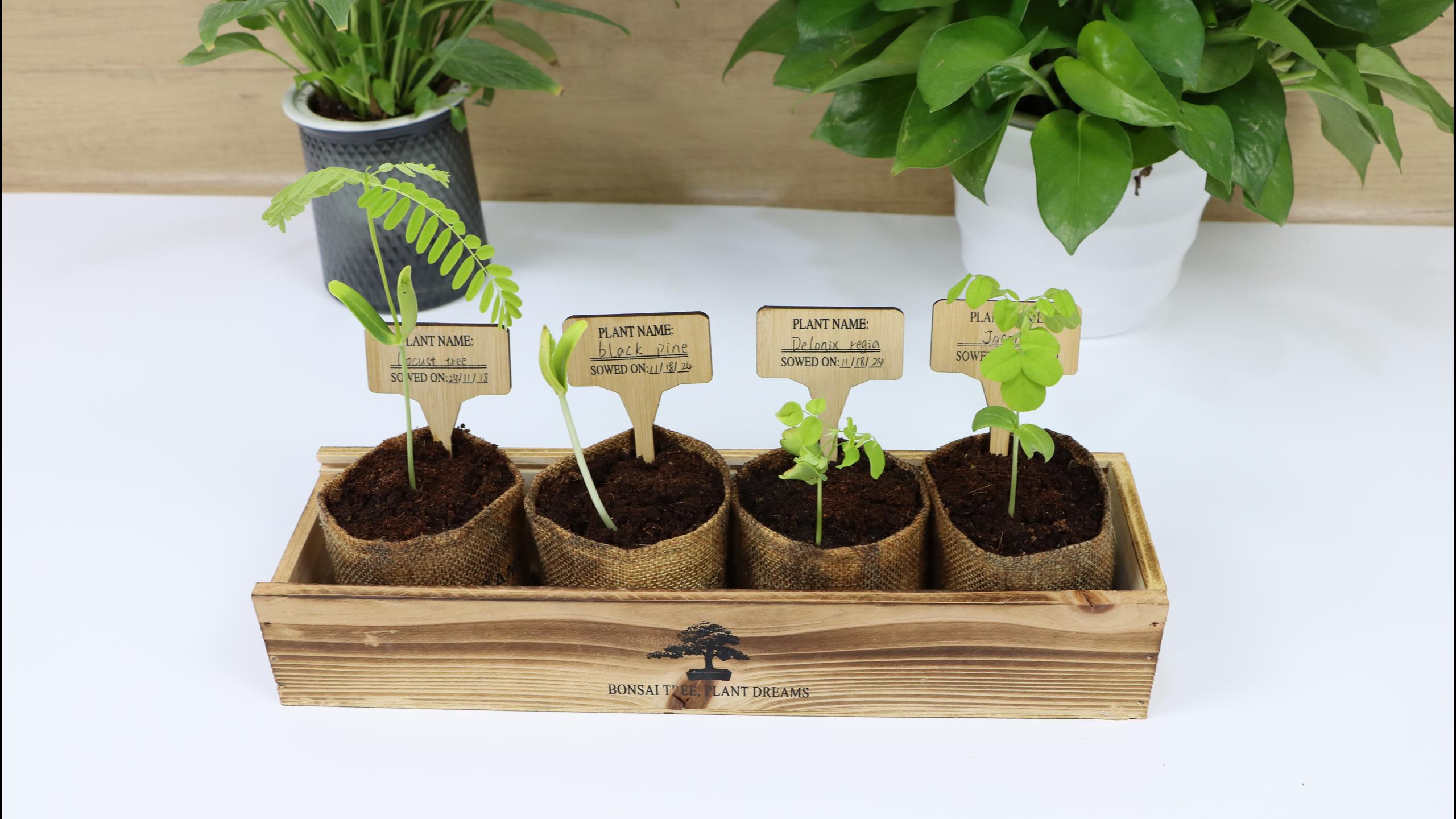 Amazon.com: Bonsai Tree Starter Kit for Beginners - Indoor Live Plant  Gardening Adult Craft DIY Kits - Unique Christmas, Birthday, White Elephant  Gifts for Women, Men & Kids : Patio, Lawn & Garden