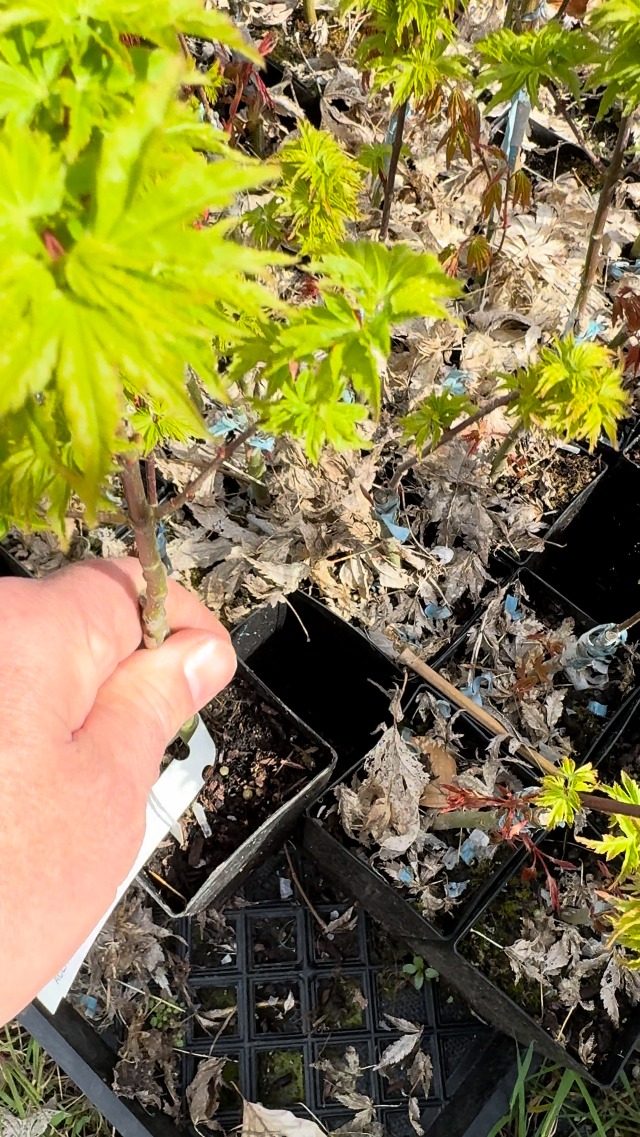 Amazon.com : Lions Mane Japanese Maple- Acer palmatum