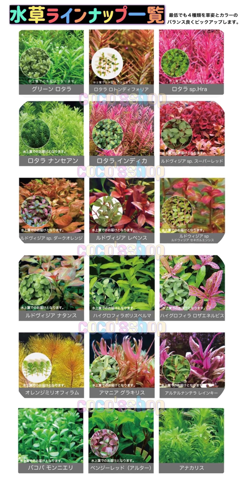 Amazon.co.jp: (coco`sshop）水草 おまかせ有茎草セット 15～20本 置く
