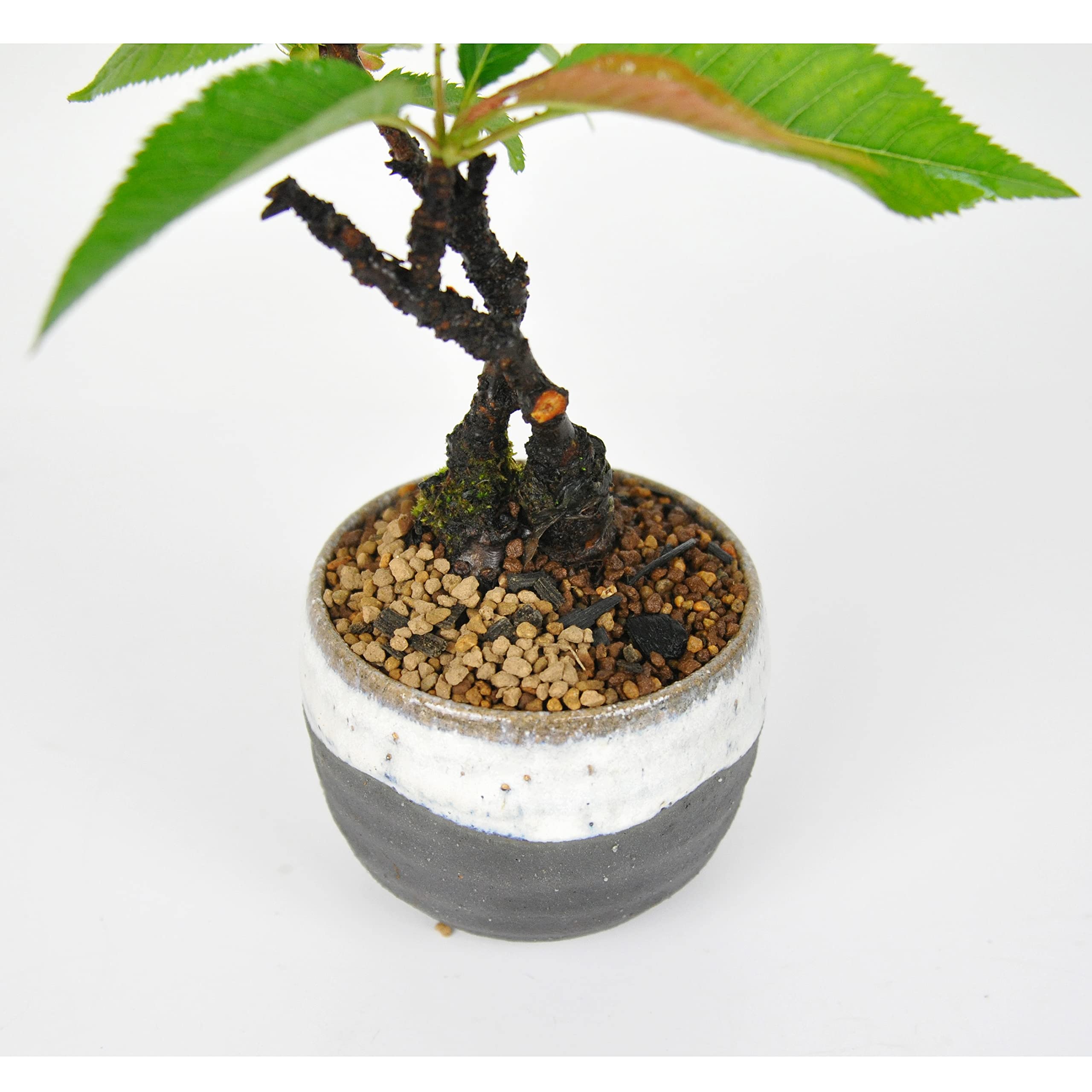 Amazon.co.jp: ミニ盆栽の土 小粒3mm-L 内容量3kg 植替え 赤玉 園芸
