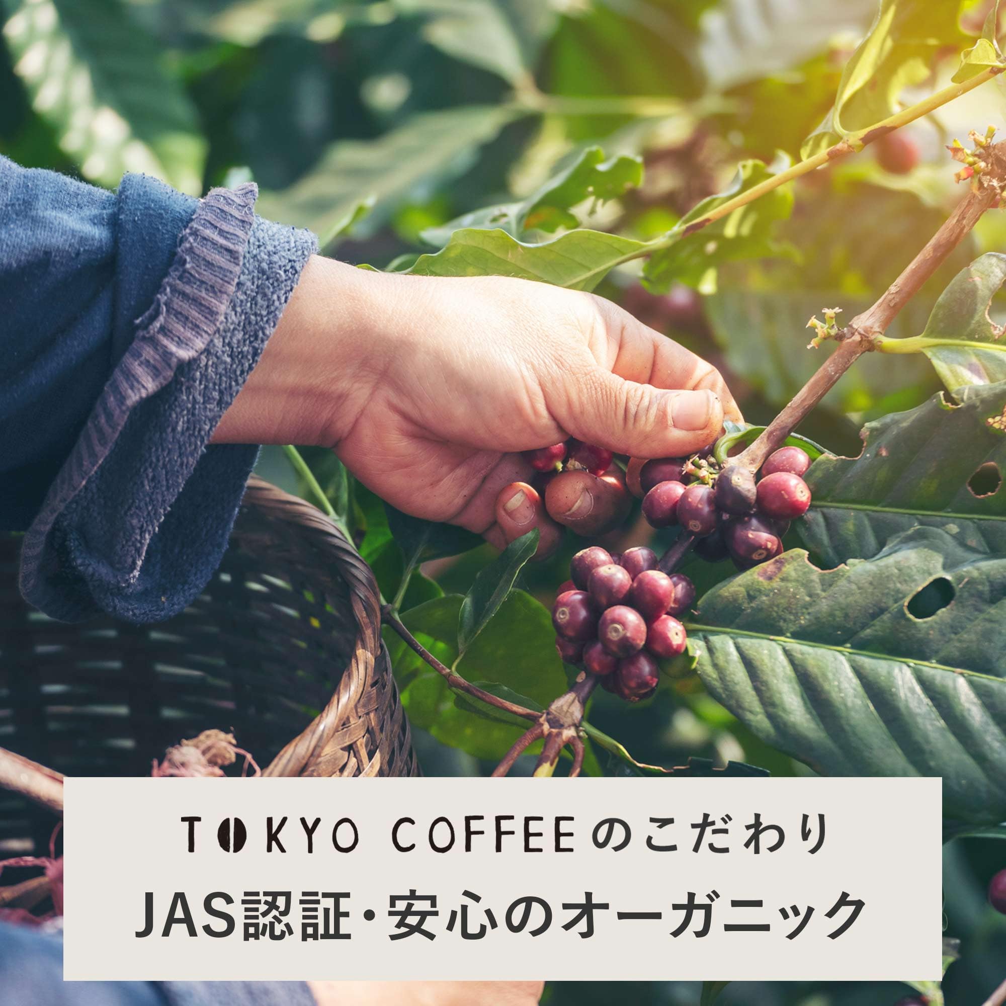Amazon.co.jp: TOKYO COFFEE Decaf Ethiopia Mocha Coffee Beans