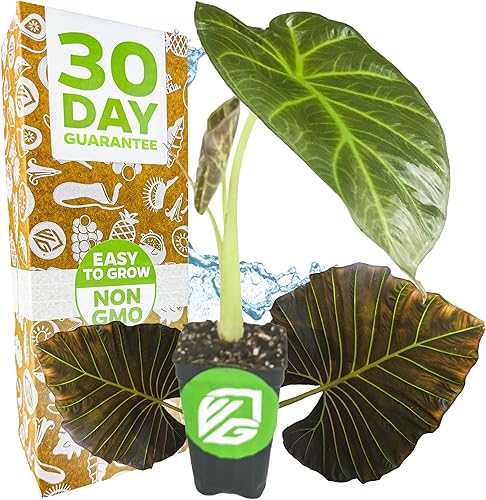 Regal Shields - Planta tropical viva con orejas de elefante  Variedad de Alocasia  Plantas iniciales por Wellspring Gardens  Exuberantes plantas de