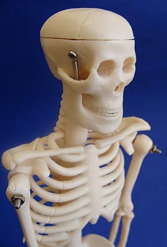 Miniatura 2 de Modelo Anatomía profesional médico esqueleto miniatura de 42 cm 17 en it-005 Angelus