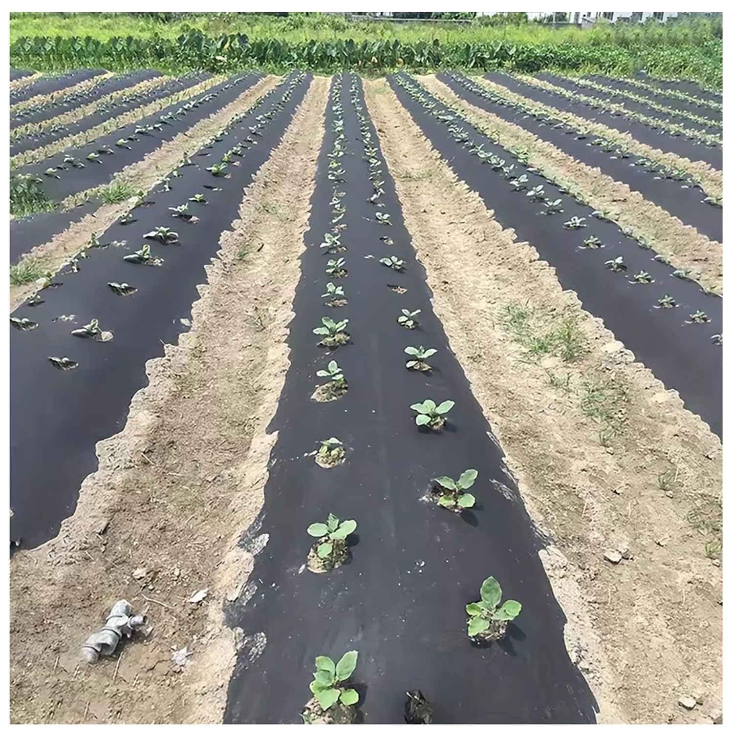 DIWAL Rotolo Telo Pacciamatura Tessuto Geotessile Barriera Erbacce Resistente UV Copertura Suolo per Giardino, Orto, Terrazze, Vialetti, Esterni, Patio(1m x 100m)