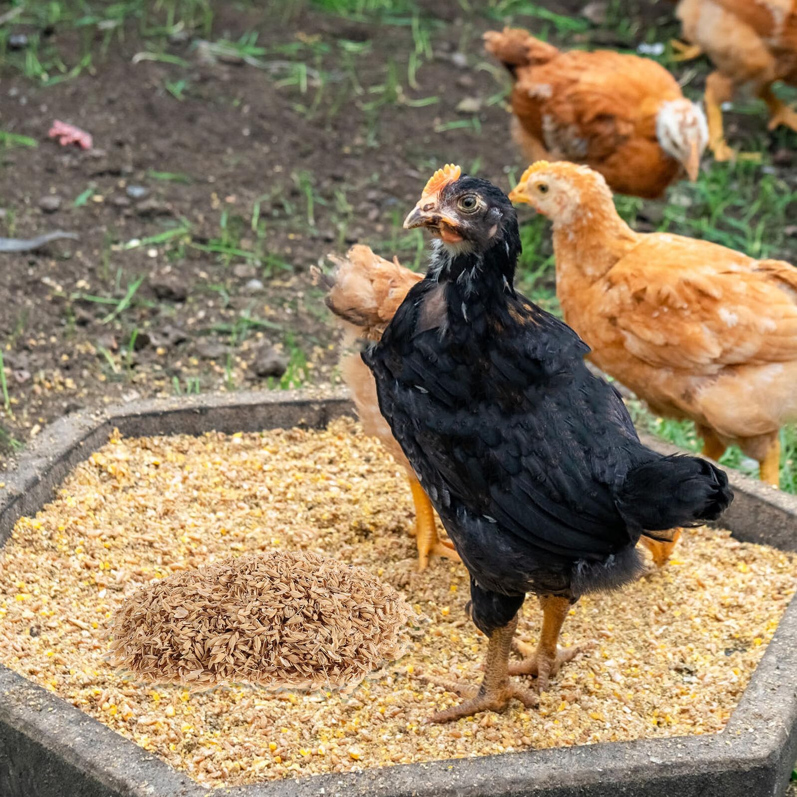 UKCOCO Natürliche Reishülsen Einstreu 3 Pfund Hühnernest Material Bio Hühnerstall Einstreu für Kleintiere Haustierbedarf