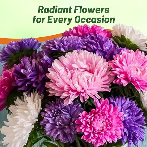 Miniatura 6 de Outsidepride 1000 semillas de aster, semillas de flores anuales, resistentes y aptas para polinizadores para plantar una mezcla vibrante, ideal para