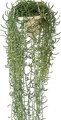 Cadena de anzuelos para peces  Cesta colgante viva de 6 pulgadas Curio Radicans suculenta con hojas de anzuelo  Planta de interior de fácil cuidado