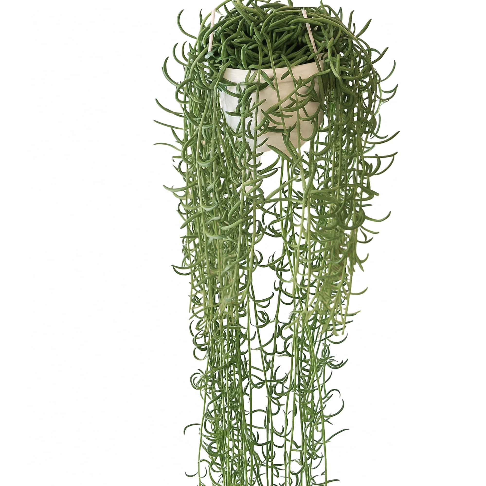 String of Fish Hooks Plant – Live 6” Hanging Basket Curio Radicans Succulent with Trailing Fishhook Leaves | Easy-Care Indoor/Outdoor Houseplant for