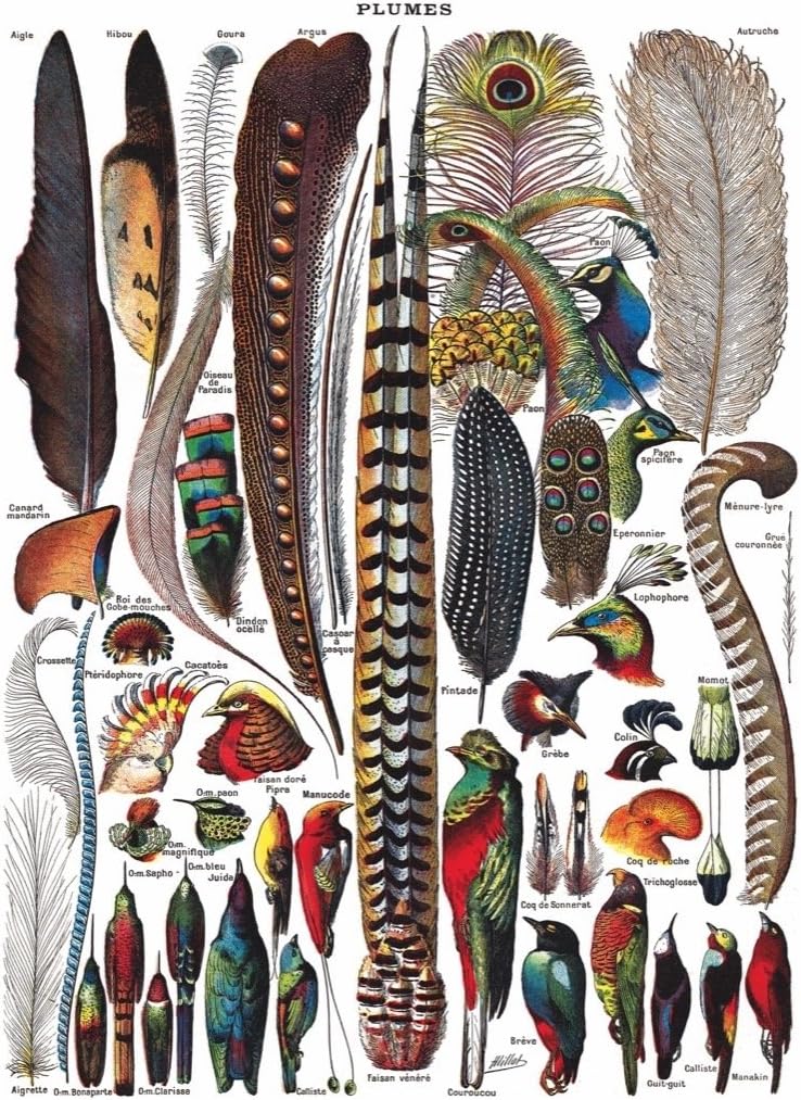 New York Puzzle Company - Vintage Images Feathers - 1000 Piece Jigsaw Puzzle