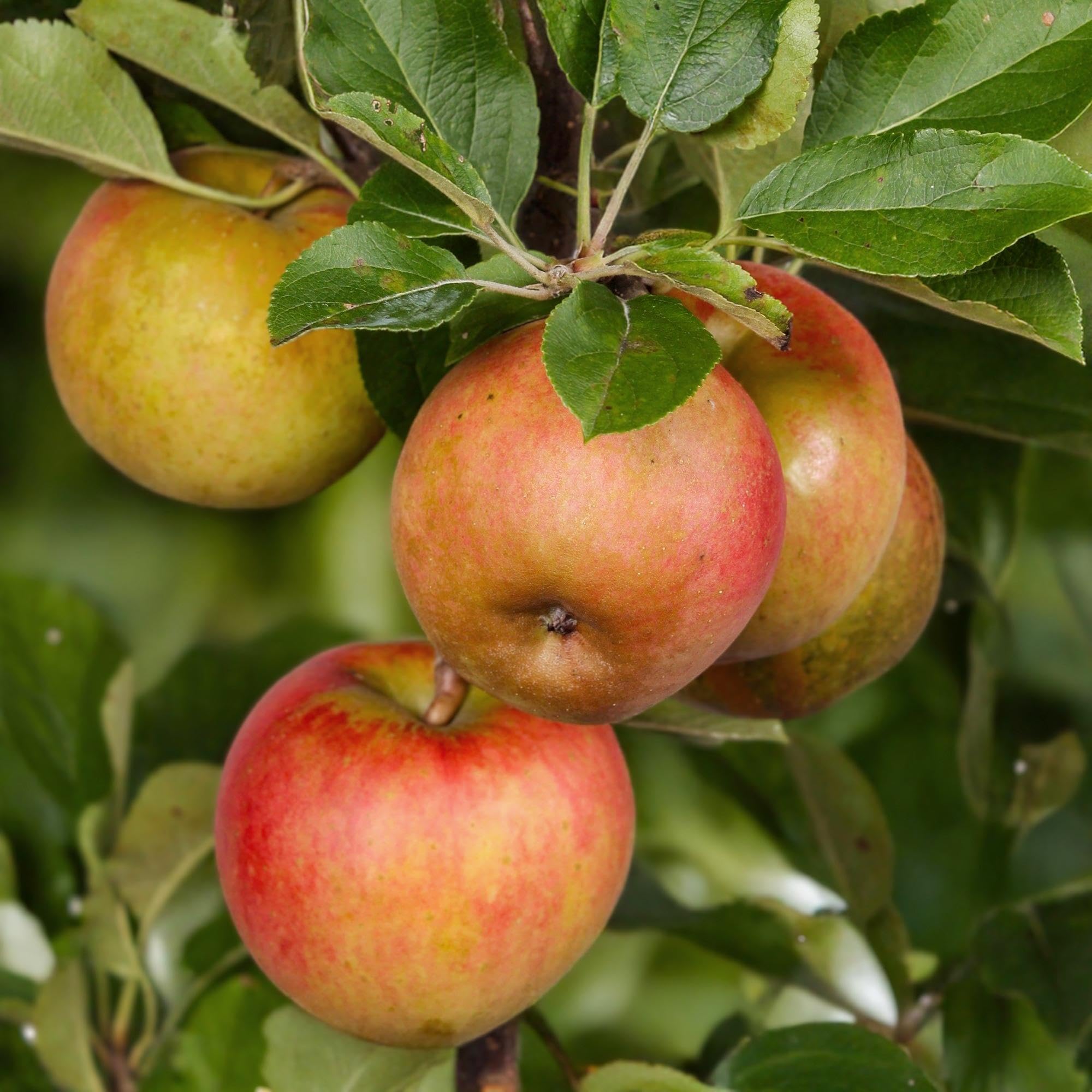 Apfelbaum Malus domestica 'Elstar' Rote & grüne Äpfel Pflanze Ø21 cm ca.