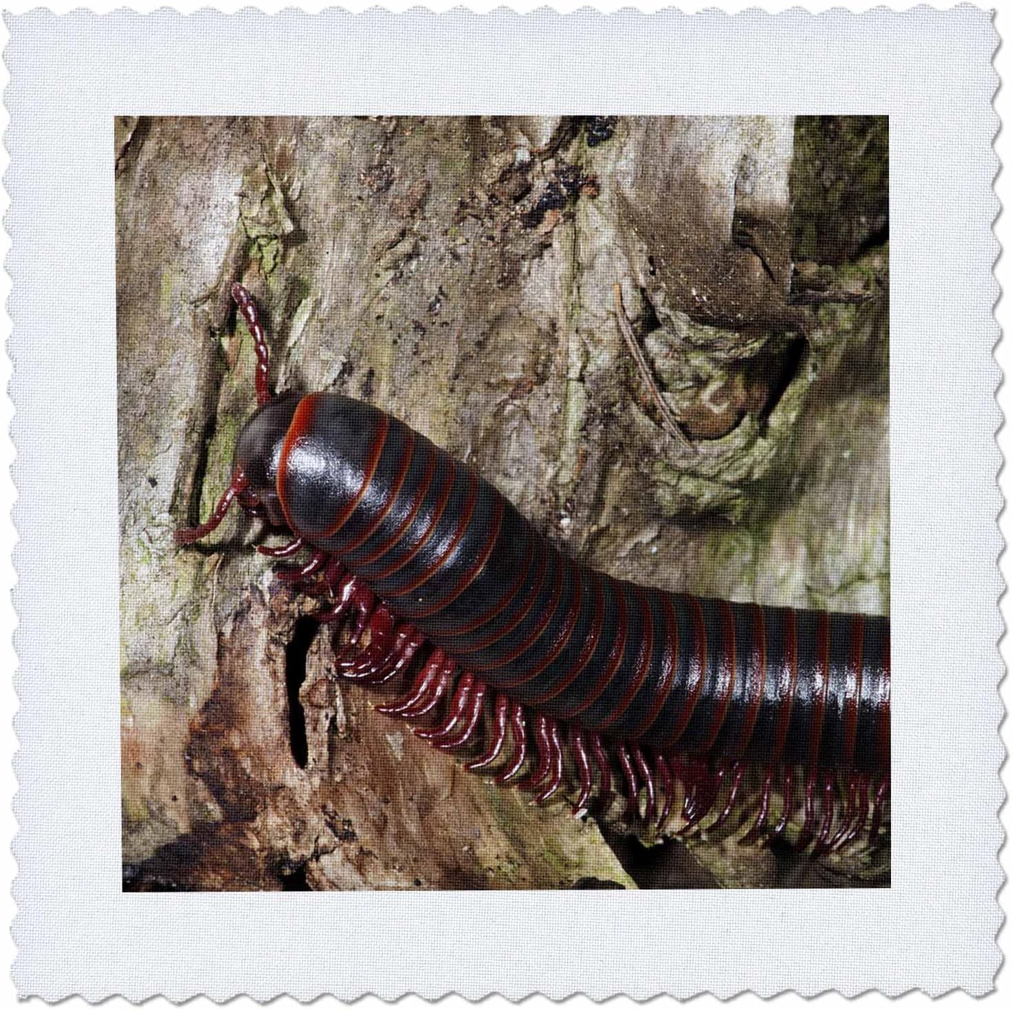 3dRose USA, Pennsylvania, Millipede Insect - Us39 Jmc0090 - Joe and Mary Ann McDonald - Quilt Square, 6 by 6" (qs_146450_2)