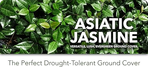 Miniatura 2 de Jazmín asiático Minima - 1 planta viva de 4 pulgadas - Trachelospermum Asiaticum - Tolerante a la sequía resistente al frío