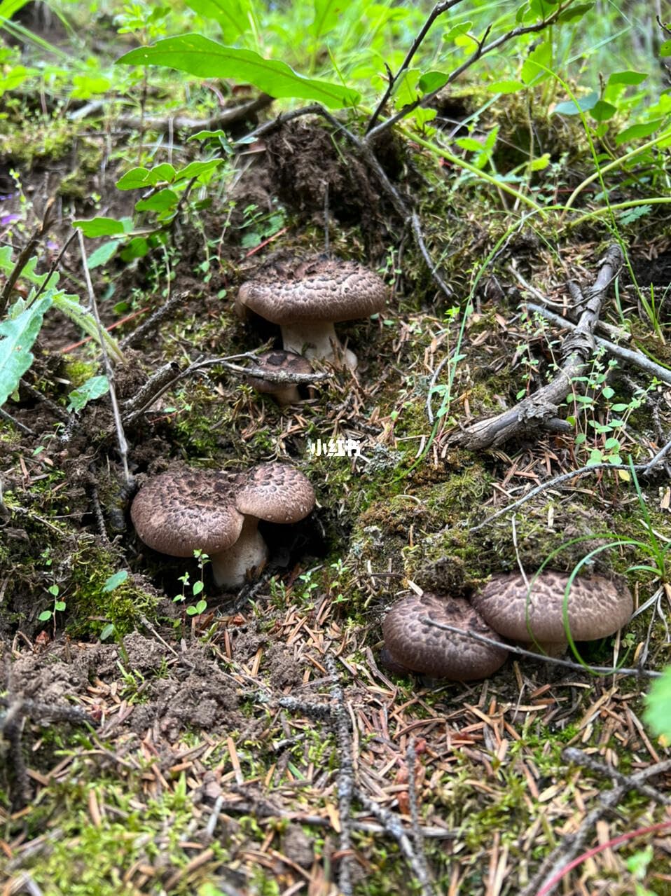Amazon.co.jp: JINQI 天然香茸 コウタケ 乾燥香茸 天然きのこ サイズ