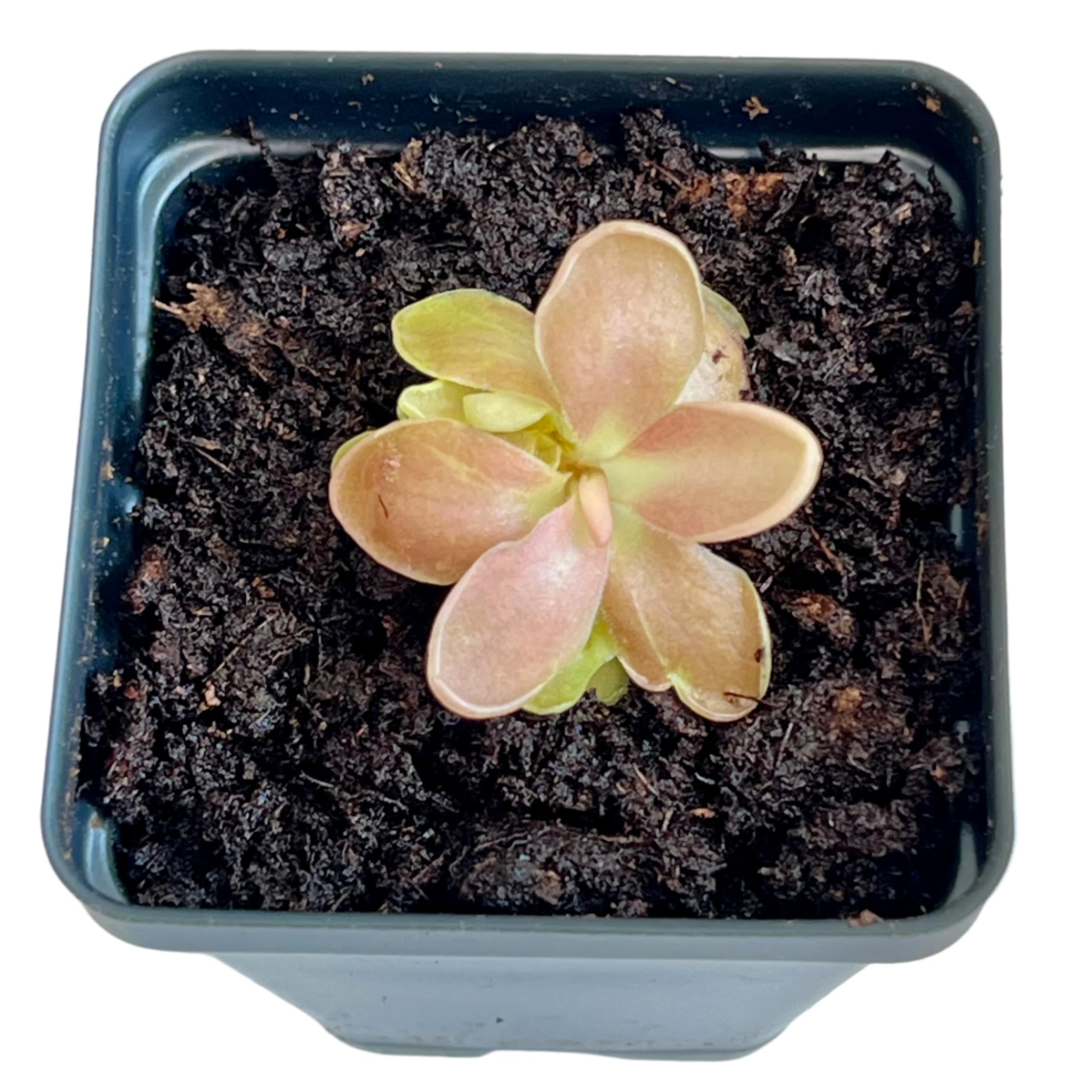 Bloomify Pinguicula Fumiko