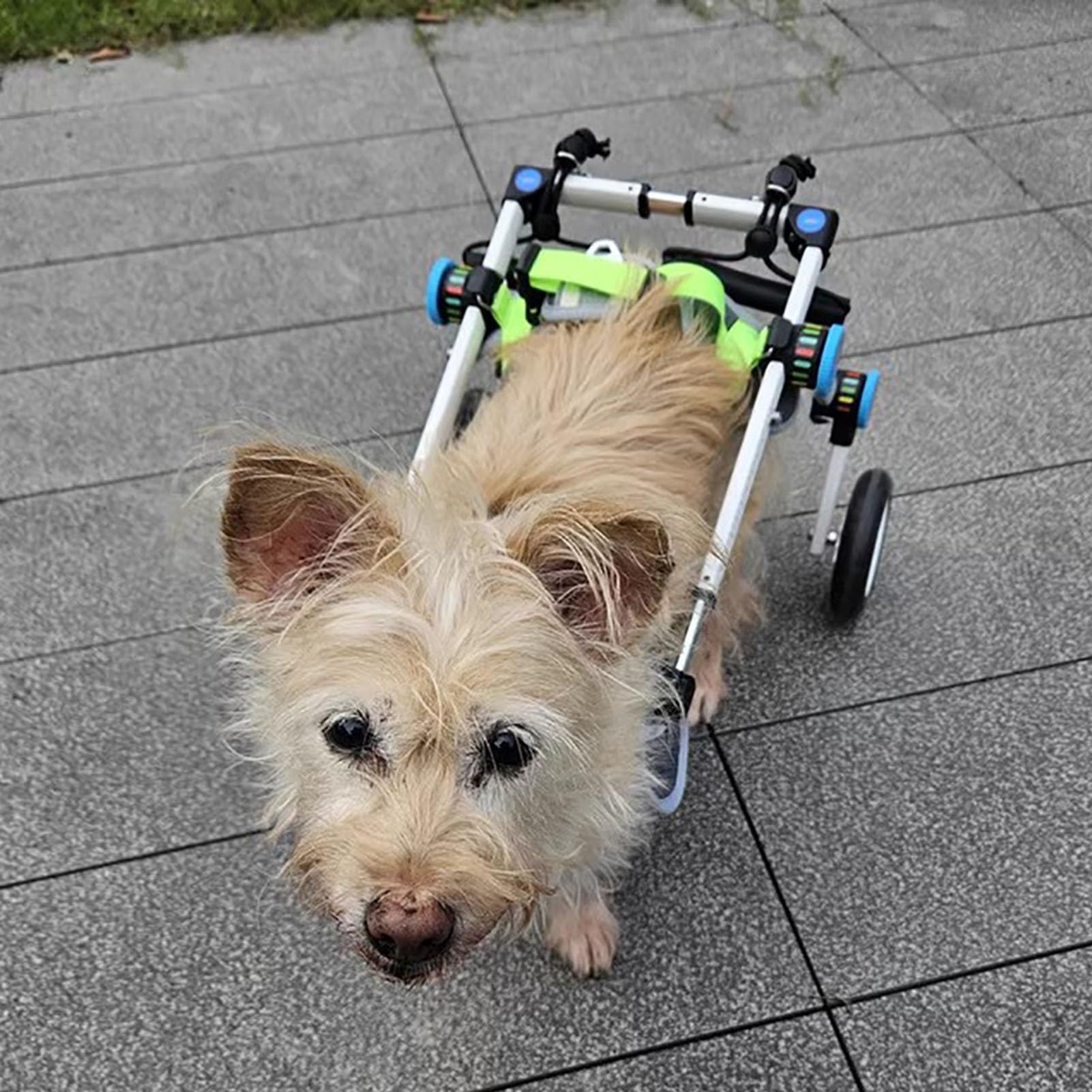 Silla de ruedas para perros de patas traseras, ayuda todoterreno XS Ancha