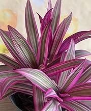 The Four Seasons Tradescantia Spathacea Rhoeo Tricolour Natural Live Plant in Pot
