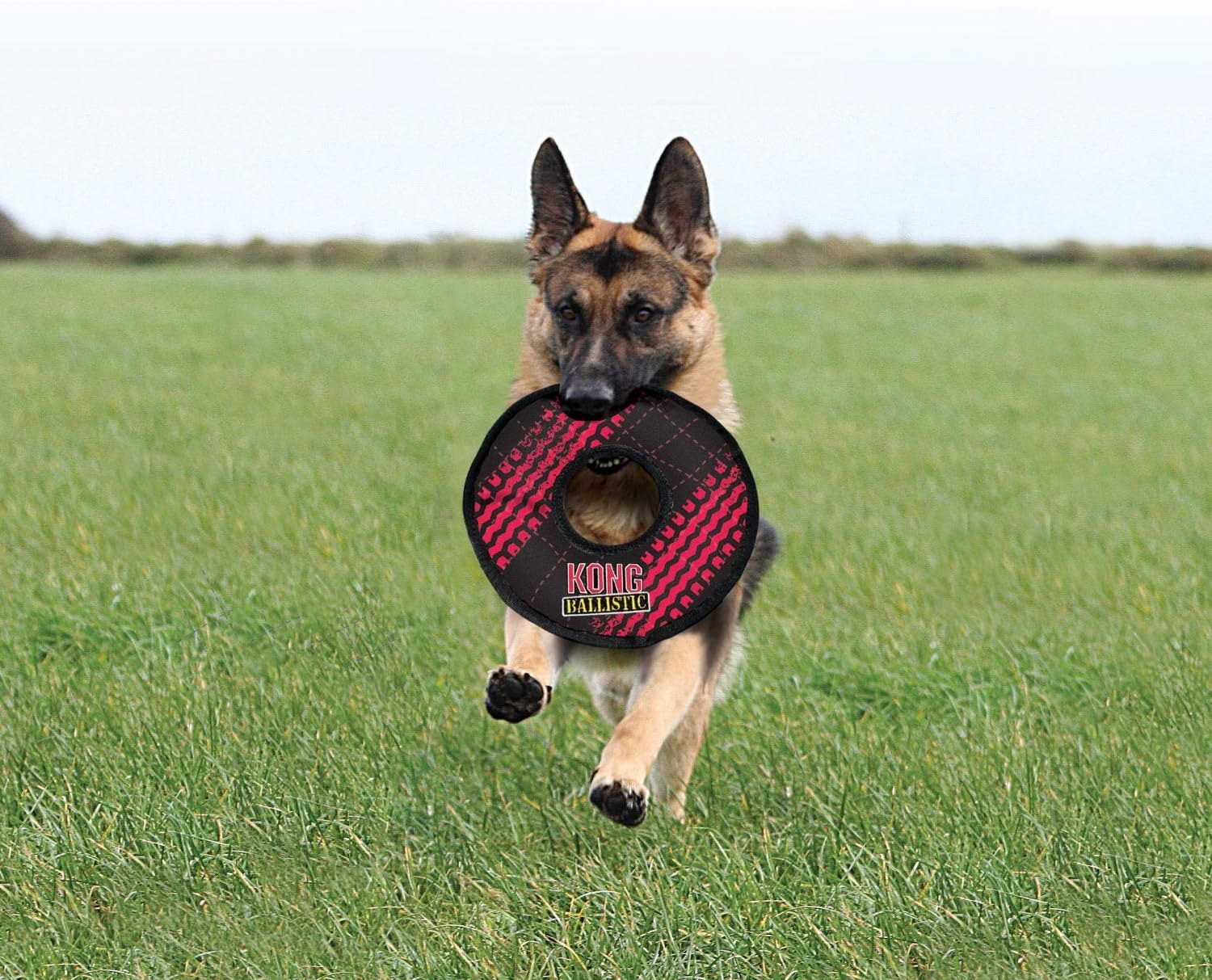 kong ballistic cookie