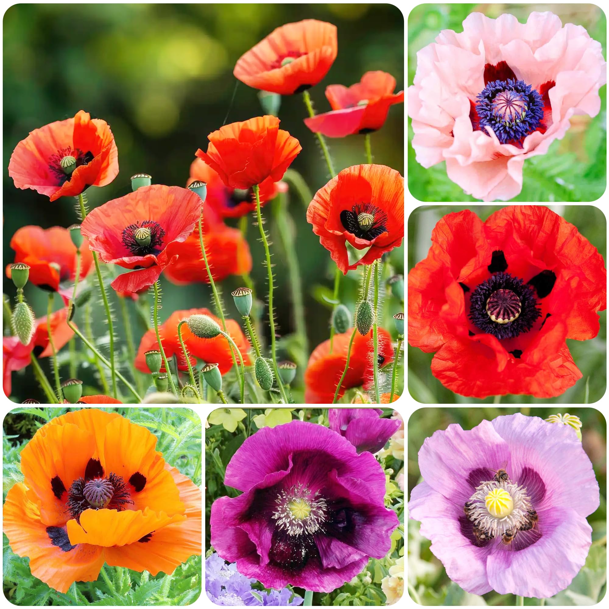 1000+ Perennial Mixed Poppy Flower Seeds for Planting Outdoors-Poppy Seeds Attracts Bees&Butterflies Fragrant Butterfly