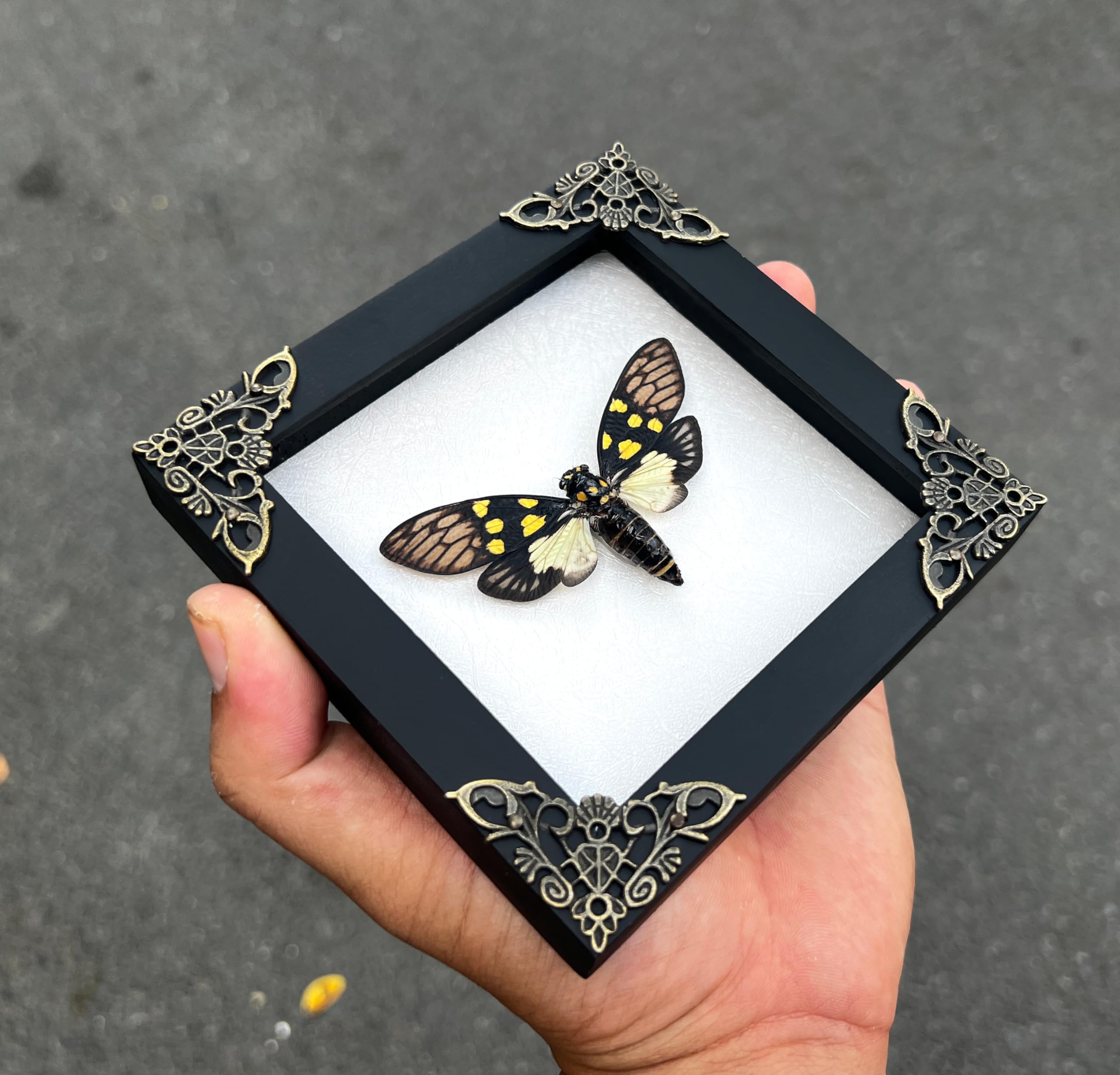 Mariposa Cabeza Muerte Mariposa Calavera Enmarcada - Caja Sombra Cristal  Hecha A Mano Para Decoración Gótica Caja Cristal Taxidermia Insectos  Colección, image size:2560x2458
