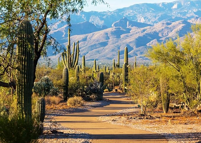 BELECO 7x5ft Fondo de Tela Fotografía Parque Nacional Saguaro Desierto miniatura 5