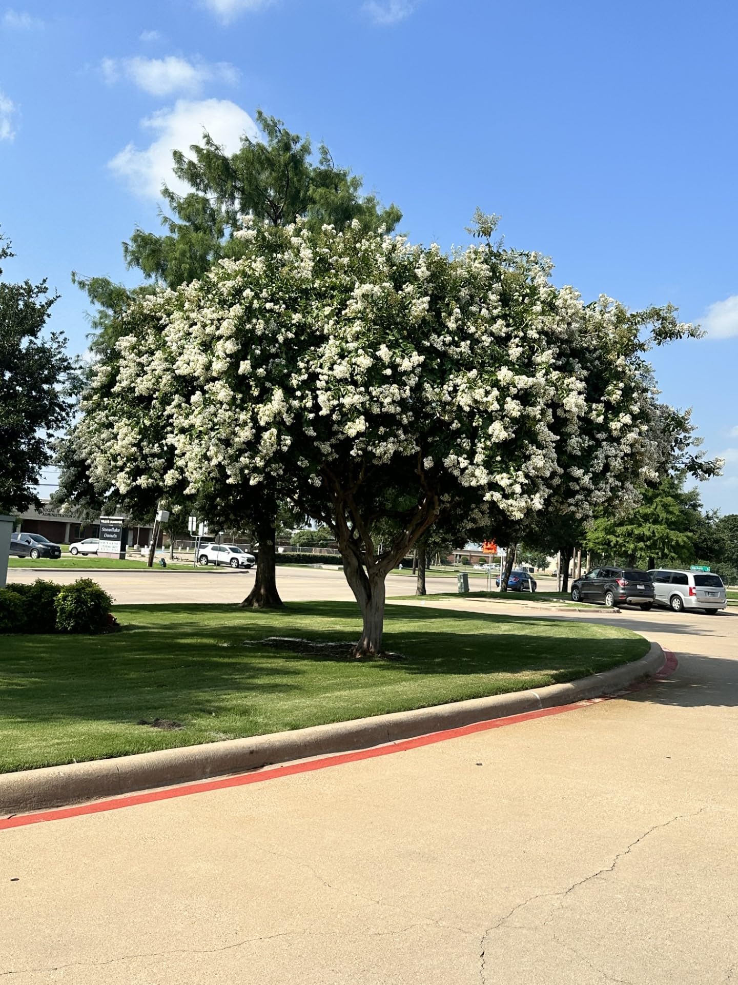 Natchez Crape Myrtle Tree – Quart Containers, 6-12 inches Tall | Fast-Growing, White Flowering Live Plant for Outdoor Landscape, Garden & Patio (6 Pack)