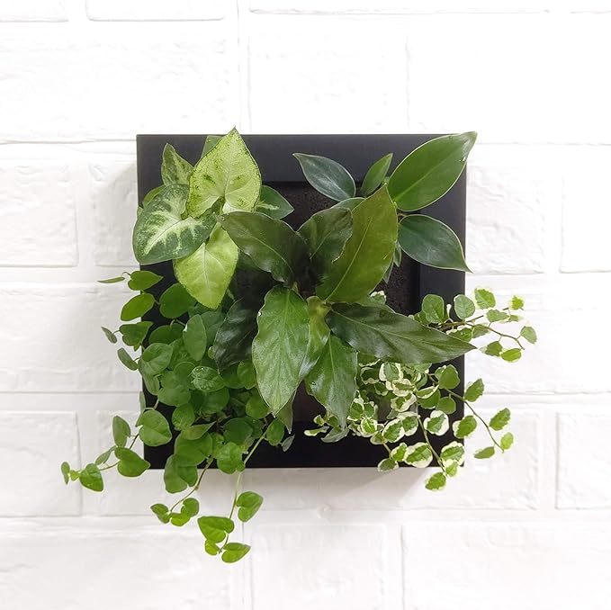 Amazon Co Jp ミドリエデザイン 土を使わない 壁掛け 観葉植物 Framea カラテア ルフィバルバmodel ブラック Diy 工具 ガーデン
