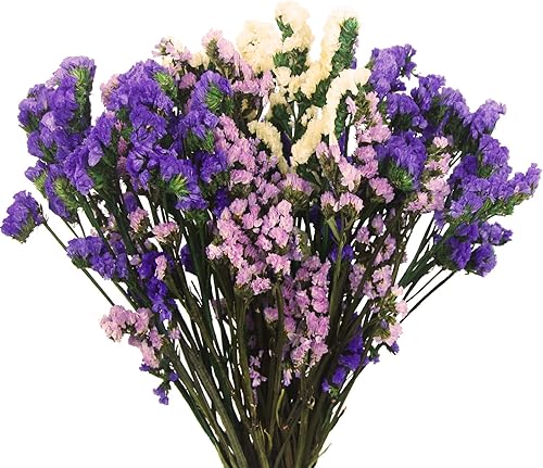 Paquetes de flores secas Forget Me Not con tallos, flores secas naturales color morado, rosa y blanco, ramo de flores secas preservadas para