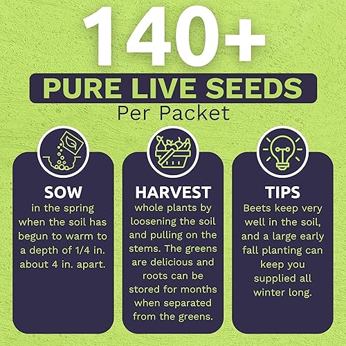 Miniatura 4 de Semillas de remolacha orgánicas 'Detroit Dark Red' - Dos paquetes de semillas! - Más de 250 semillas orgánicas sin OMG con certificación USDA -