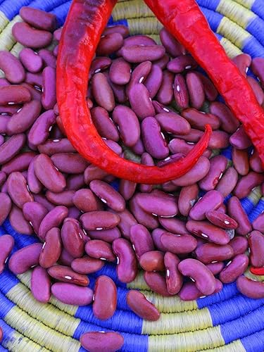 Jarras de riñón de color rojo claro orgánico de 5 lb 7.600 semillas Jarras de riñón de color rojo claro orgánico de 5 lb 7.600 semillas