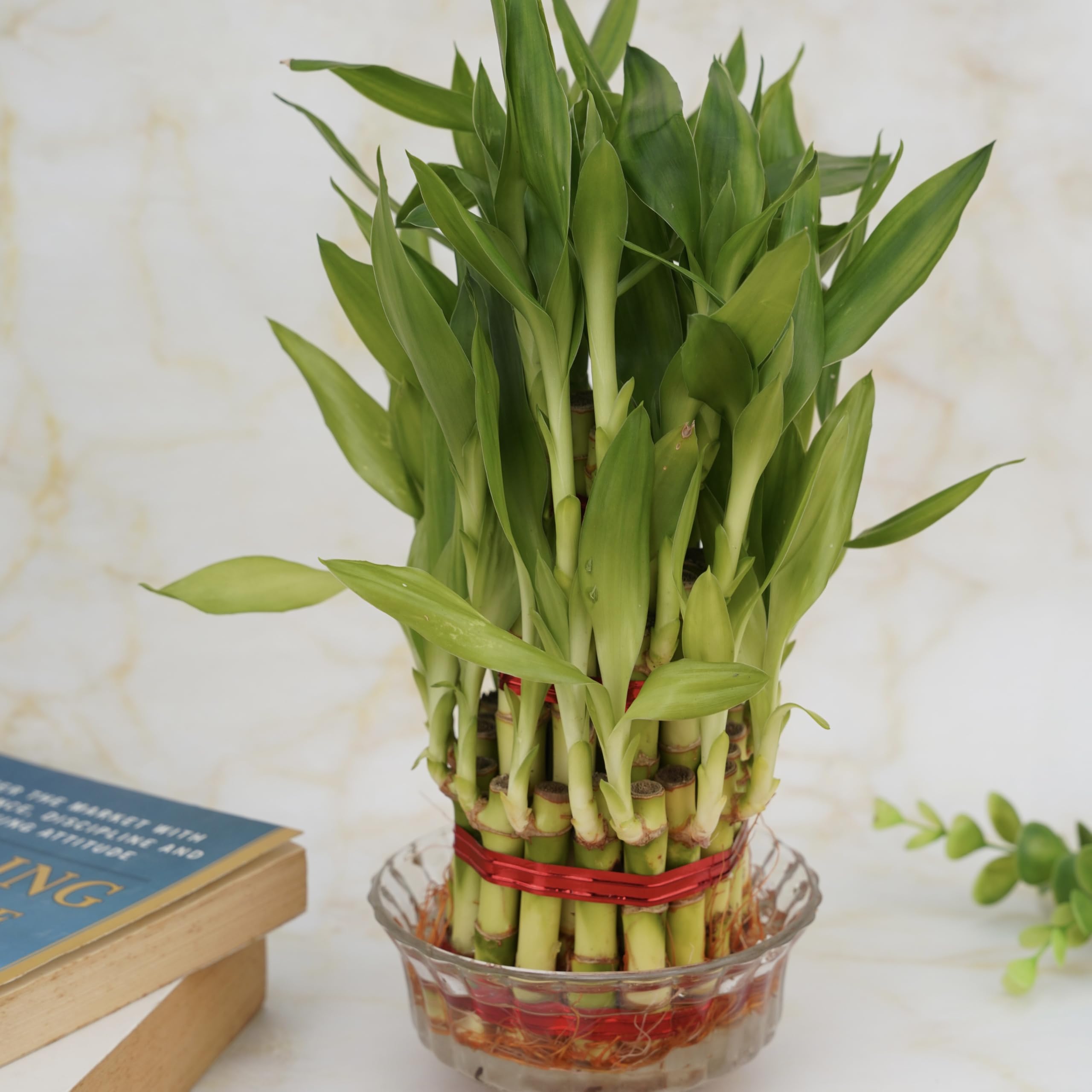 3 Layer lucky bamboo
