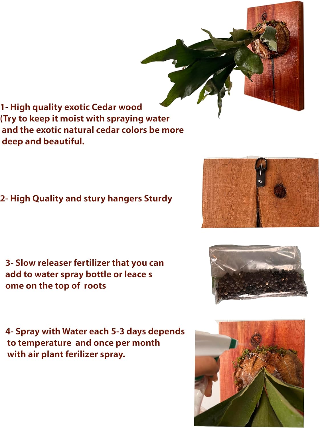Mounted Staghorn Fern Wall Plaque, Handcrafted Cedar Wood Board, Indoor Living Decor