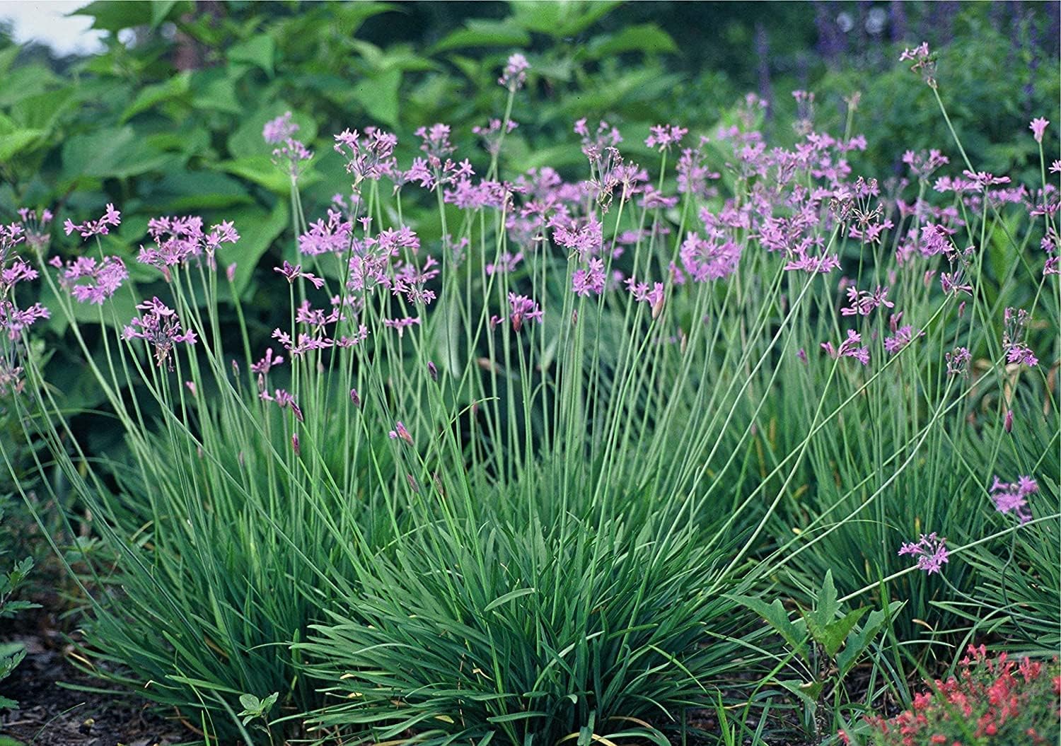 Society Garlic | 5 Live Quart Size Pots | Tulbaghia Violacea | Butterfly Attracting Flowering Groundcover Plants